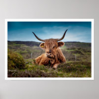 Touro de Highland Lying in Grass