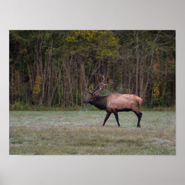 Poster Touro Elk Morning Walk (Frente)