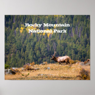 Poster Touro Elk no Parque Nacional de Rocky Mountain Fot