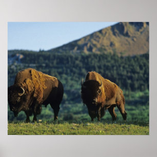 Poster Touros do bisonte no parque nacional dos lagos