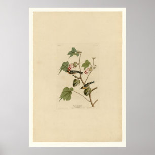 Poster Toutinegra breasted baía