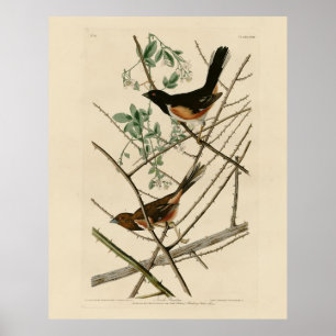 Poster Towee Bunting (Towee oriental) das Aves de Audubon