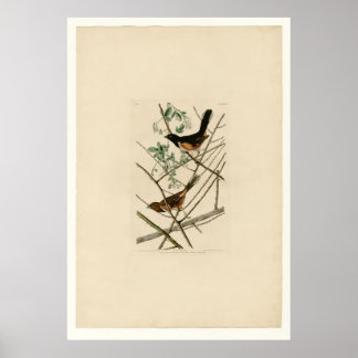 Poster Towhing Bunting