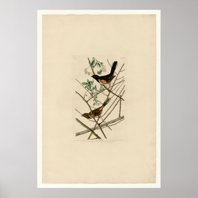 Poster Towhing Bunting (Frente)