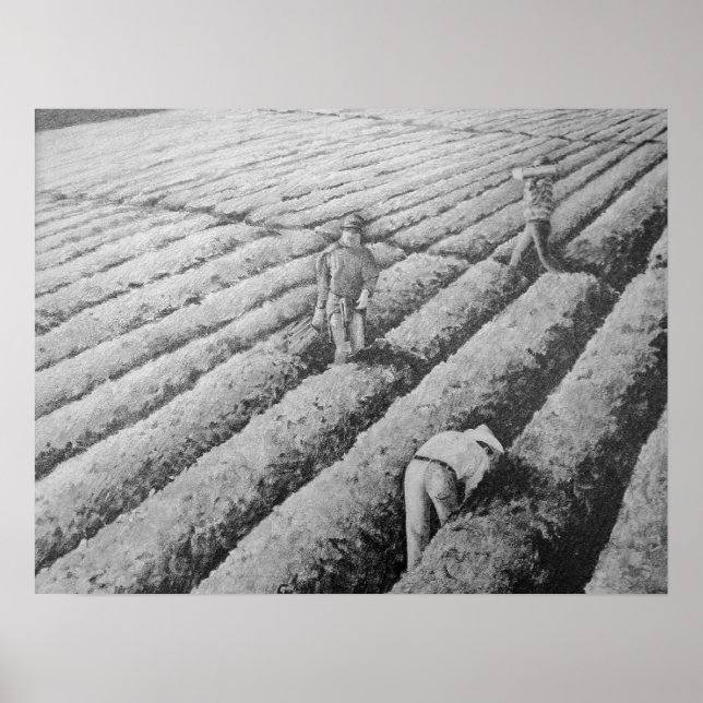 Pôster Trabalhadores Migrantes Mexicanos em Watsonville (Frente)