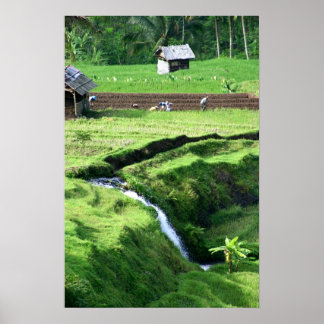 Pôster Trabalhando nos Campos