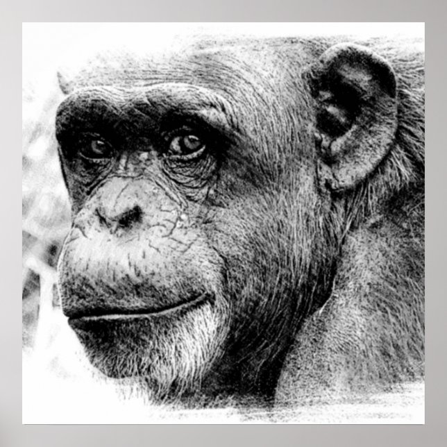 Poster Trabalho de arte de desenho digital do chimpanzé p (Frente)