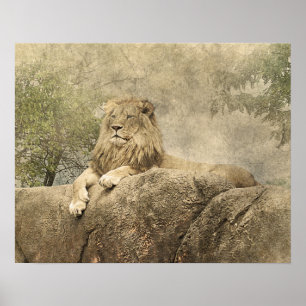 Poster Trabalho de arte de Foto Selvagem Selvagem de Lion