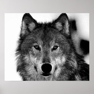 Pôster Trabalho de arte de Lobo Cinza Preto e Branco