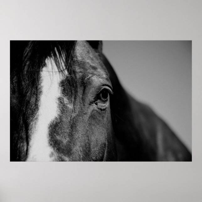 Poster Trabalho de arte de Olhos de Cavalo Branco Negro (Frente)