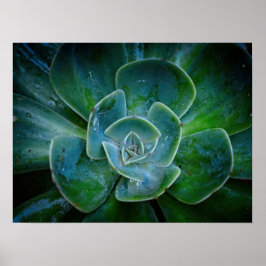 Poster Trabalho de arte Fotográfica - Planta Verde