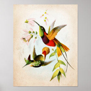 Poster Trabalhos de arte não do colibri arte do pássaro