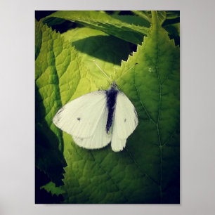 Poster Traça branca