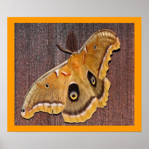 Pôster Traça de Polyphemus