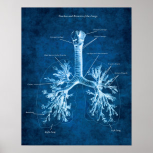 Poster Trachea e Bronchi do Decor de Anatomia dos Pulmõe