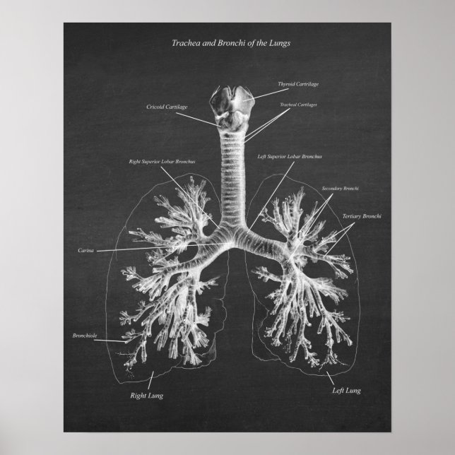Poster Trachea e Bronchi do Decor de Arte Anatômica dos P (Frente)