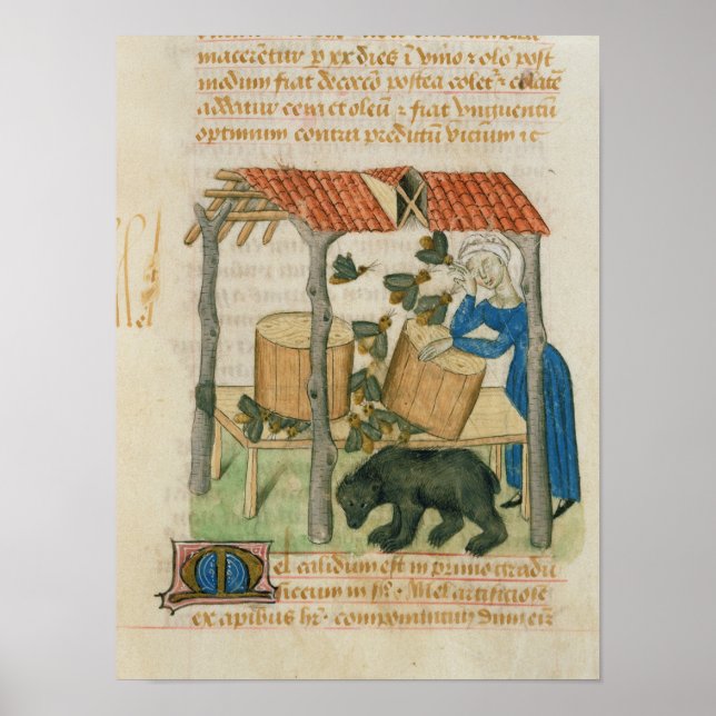 Pôster Tractatus de Herbis" (Frente)