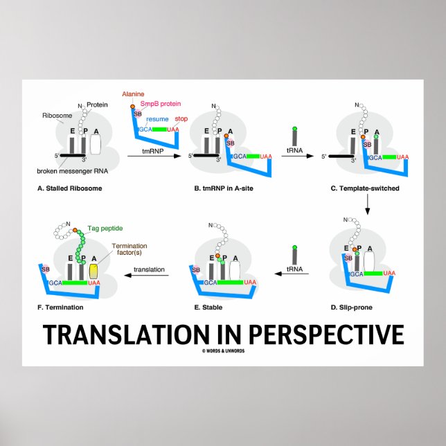 Pôster Tradução em Perspectiva (Proteína Biológica tRNA) (Frente)