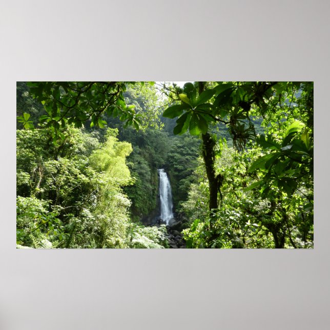 Poster Traffic Falls Tropical RainForest Fotografia (Frente)