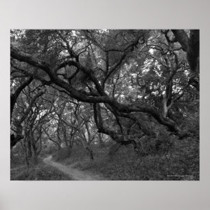 Poster Trajeto através do bosque do carvalho no estado d