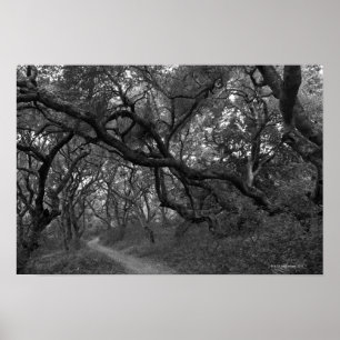 Poster Trajeto através do bosque do carvalho no estado d