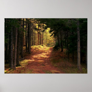 Poster Trajeto de floresta Sunlit