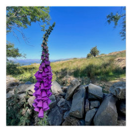 Pôster Tranquilidade do campo inglês