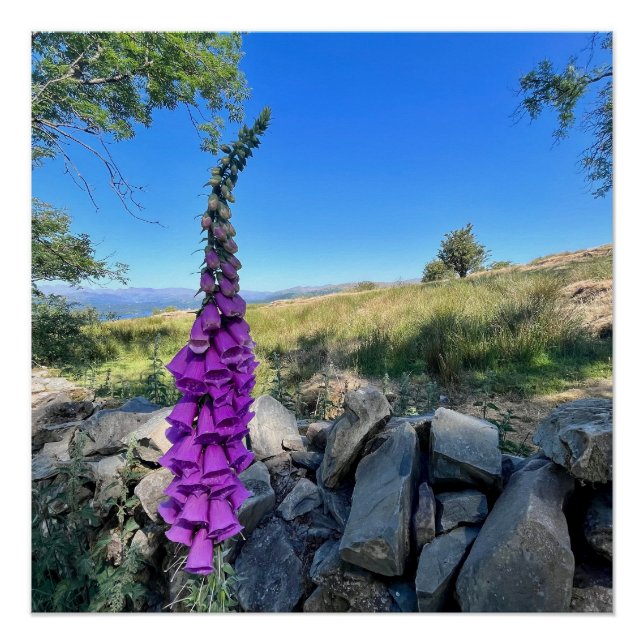 Pôster Tranquilidade do campo inglês (Frente)