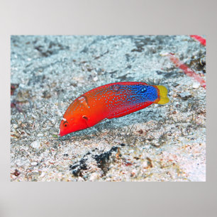 Poster Transição de médio