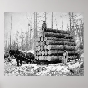 Pôster Transportando uma Carga de Toras, 1908. Foto Antig