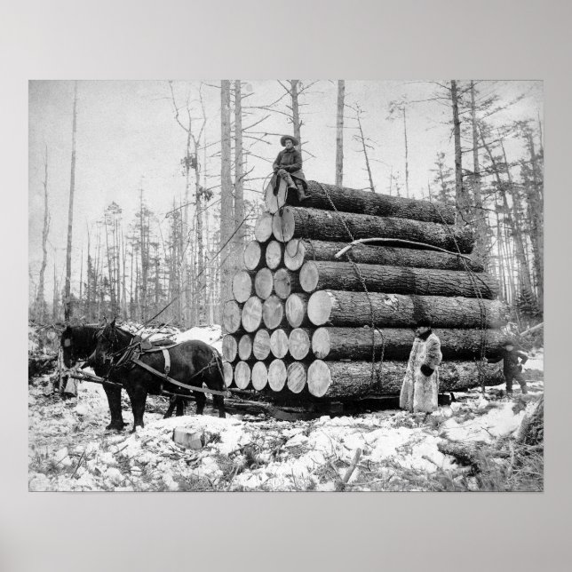 Pôster Transportando uma Carga de Toras, 1908. Foto Antig (Frente)