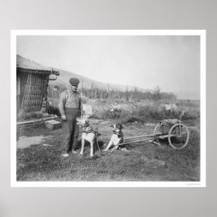 Poster Transporte do Alasca 1916 do carro do cão