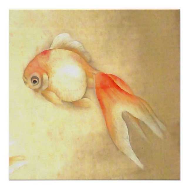Pôster Transquil - Peixe-dourado japonês (Frente)
