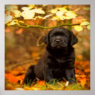 Poster Trapalha Black Labrador Retriever Com Folhas De Ou
