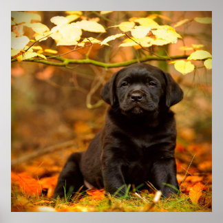 Poster Trapalha Black Labrador Retriever Com Folhas De Ou