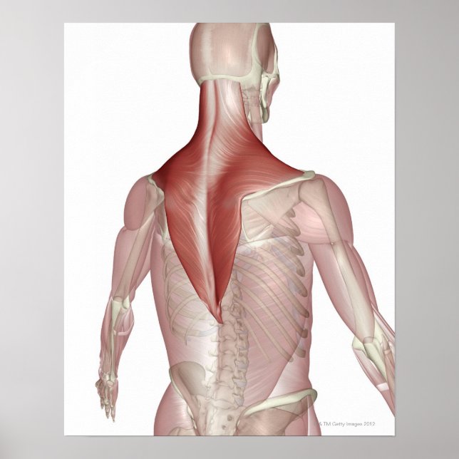 Pôster Trapezius (Frente)