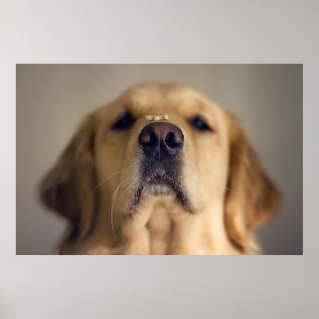 Poster Tratado de Balanceamento de Retriever de ouro no N (Frente)