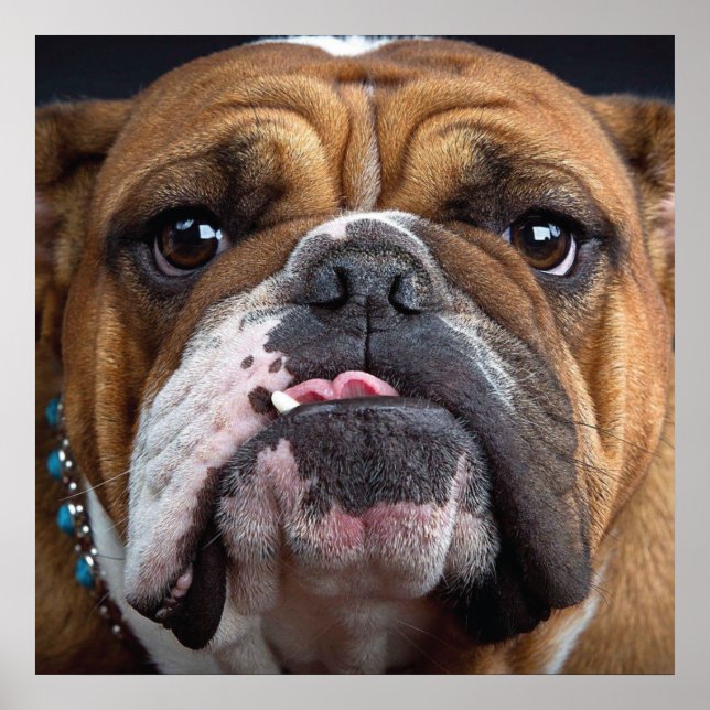 Poster Travesseiro Decorativo Bulldog Inglês (Frente)