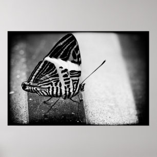 Poster travessia da borboleta