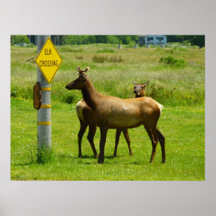 Pôster Travessia de Alces Fotografia da Vida Selvagem na