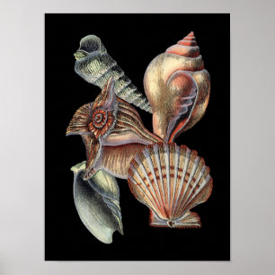 Poster Treasures of the Sea