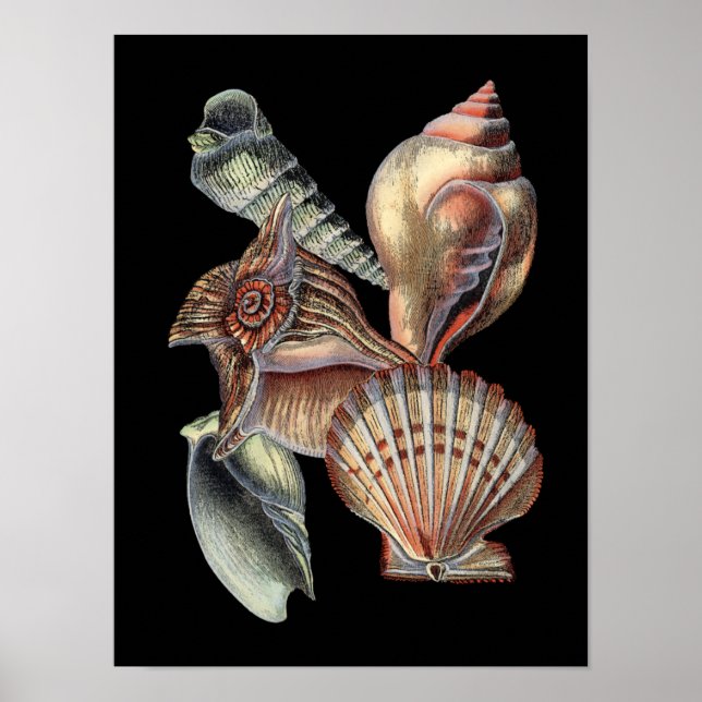 Poster Treasures of the Sea (Frente)