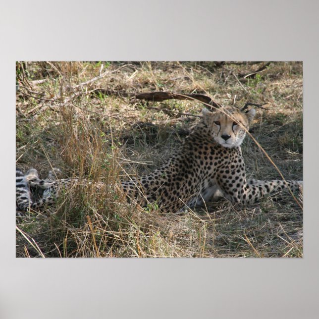 Poster trecho de chita (Frente)