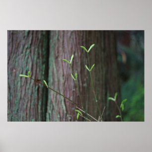 Poster tree and green spring sprouts