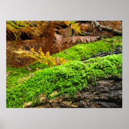 Poster Tree Bark in Autumn Moss - Personalised