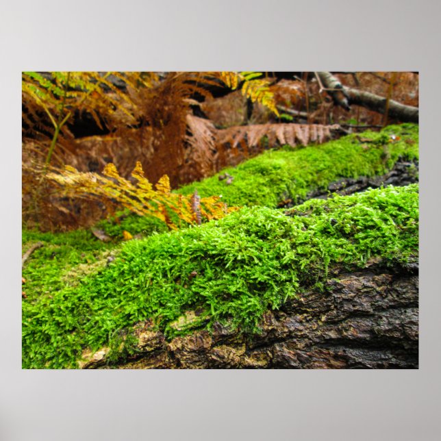 Poster Tree Bark in Autumn Moss - Personalised (Frente)
