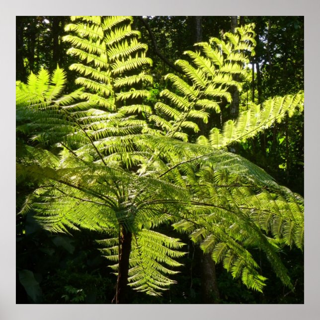 Poster Tree Fern na Floresta Tropical (Frente)