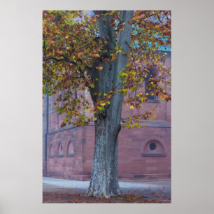 Poster Tree in Cathedral Park Germany