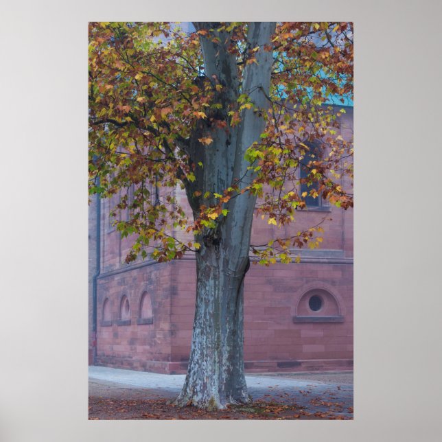 Poster Tree in Cathedral Park | Germany (Frente)