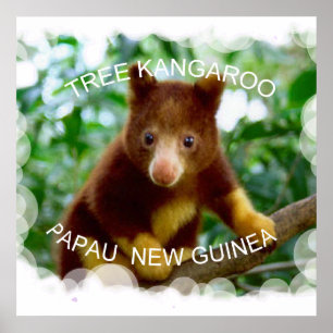 Pôster Tree kangaroo
